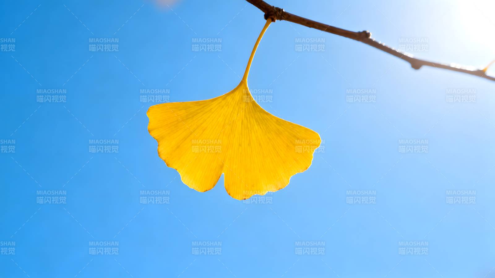 银杏叶迎风飘扬图片