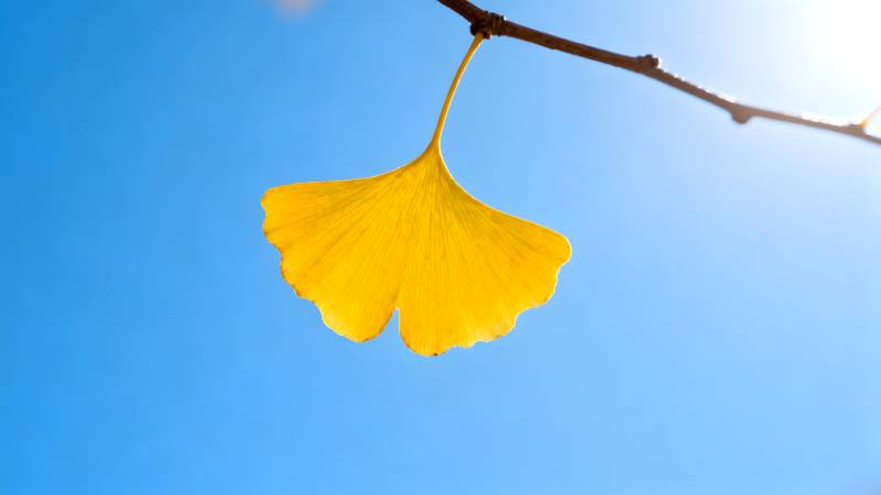 银杏叶迎风飘扬图片