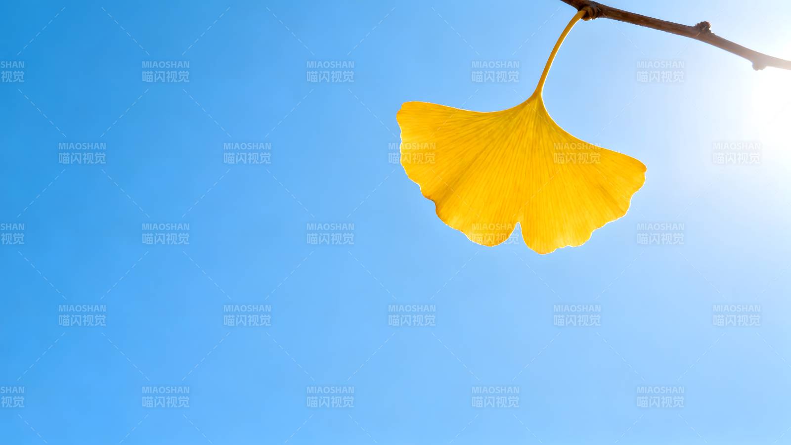 银杏叶在蓝天中飘摇图片