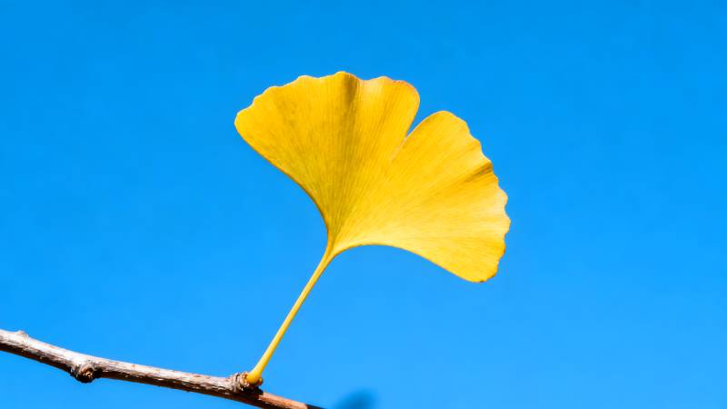 银杏叶黄映蓝天图片