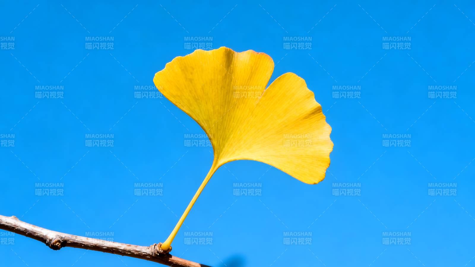 银杏叶黄映蓝天图片