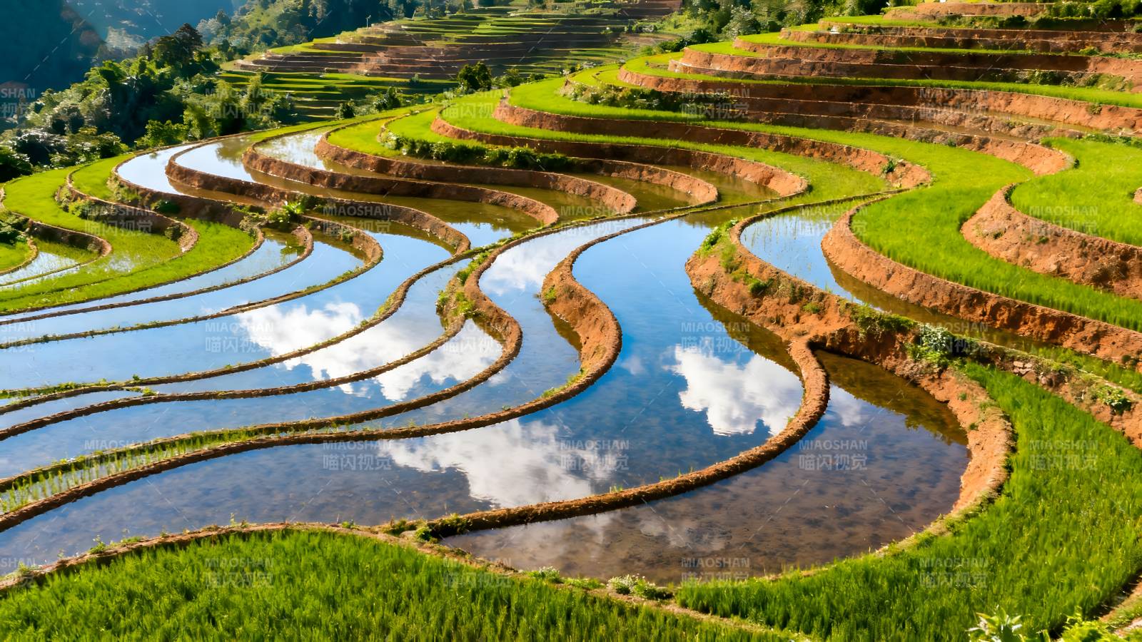 梯田如画 水天一色图片