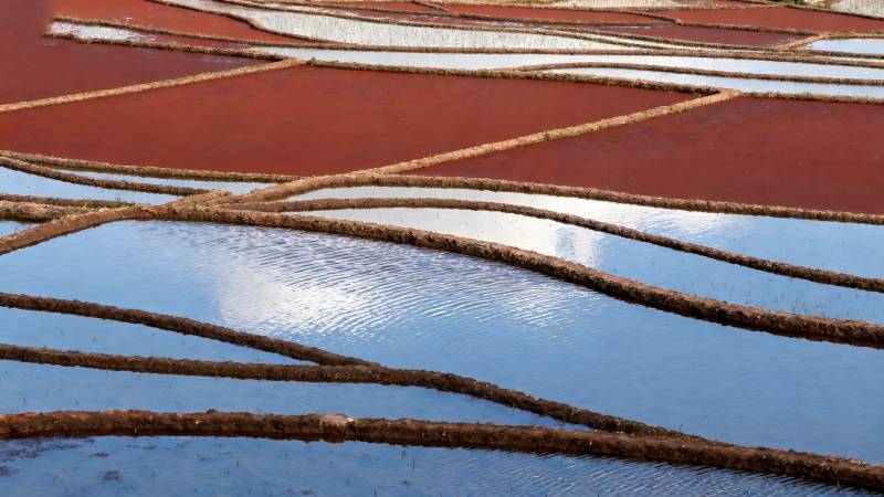 红蓝交织的水田图片