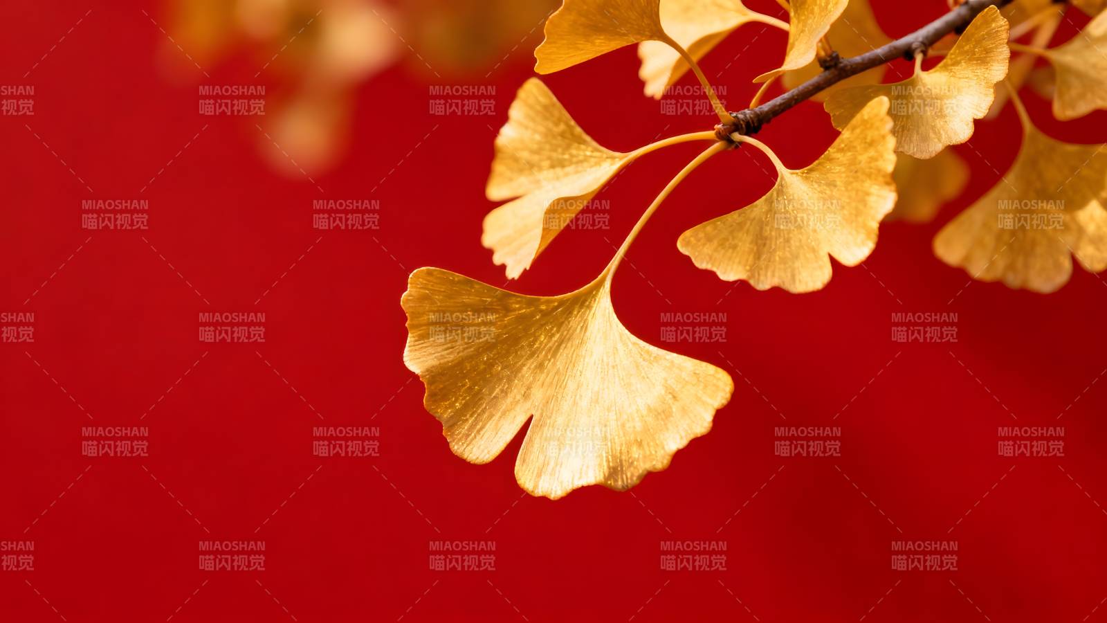 银杏叶红背景图片