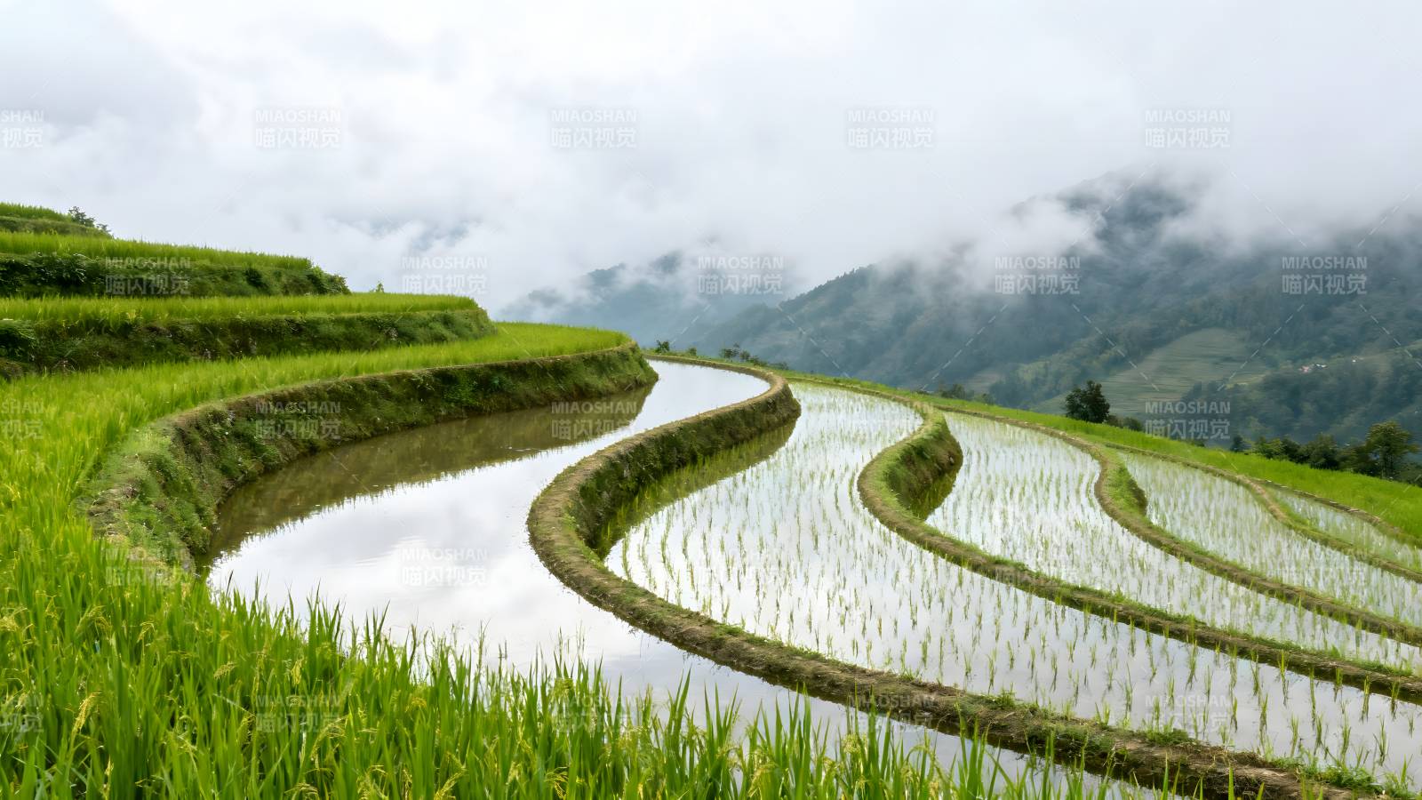 梯田云海图片