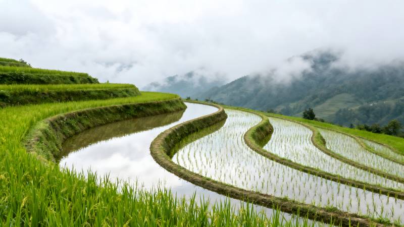 梯田云海图片