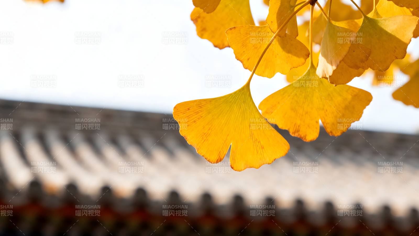 秋叶映古檐图片