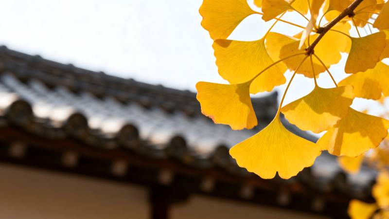 银杏叶与古屋檐图片