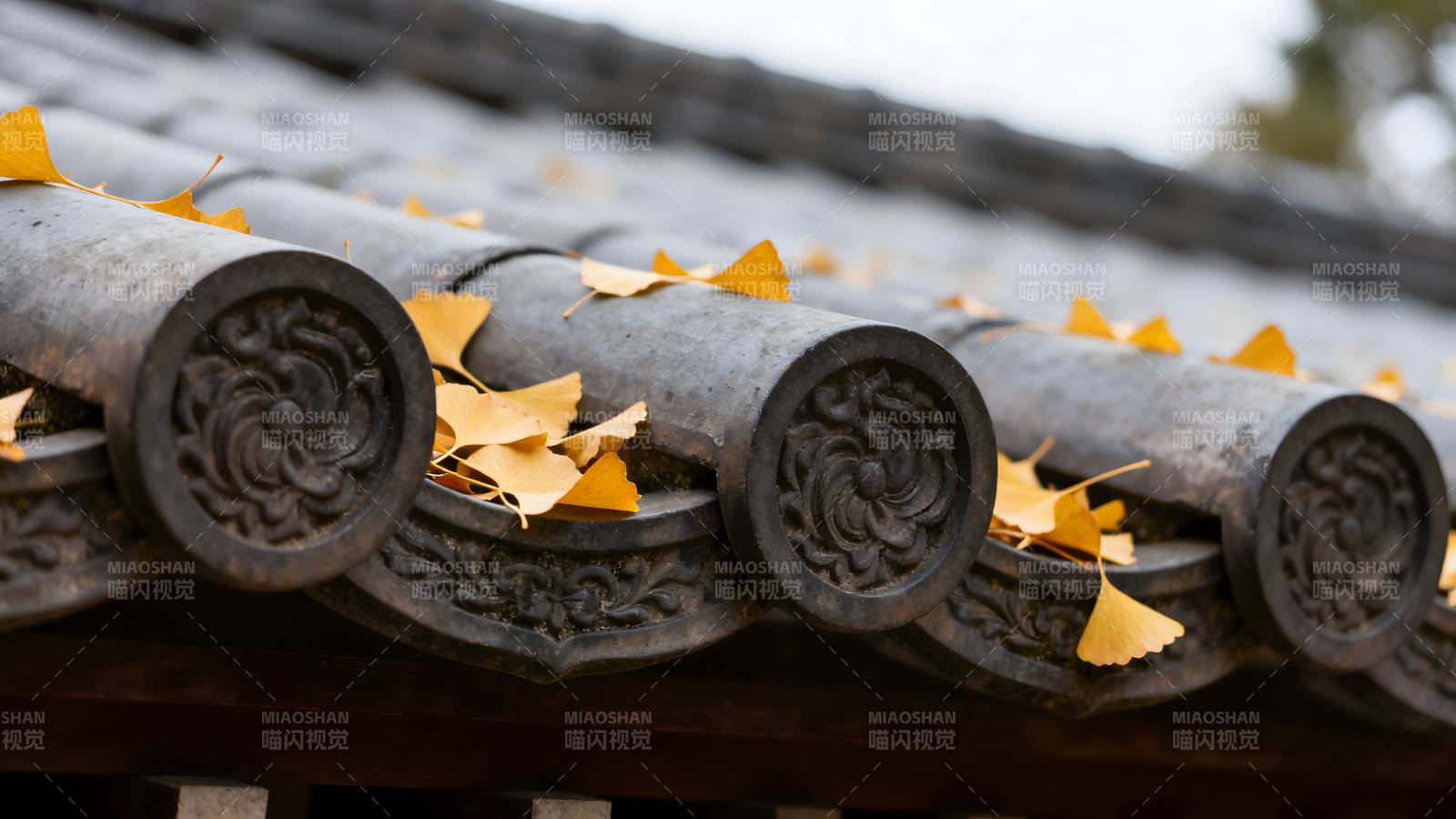 秋叶落瓦檐图片