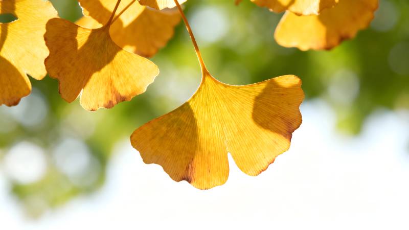 银杏叶黄秋意浓图片