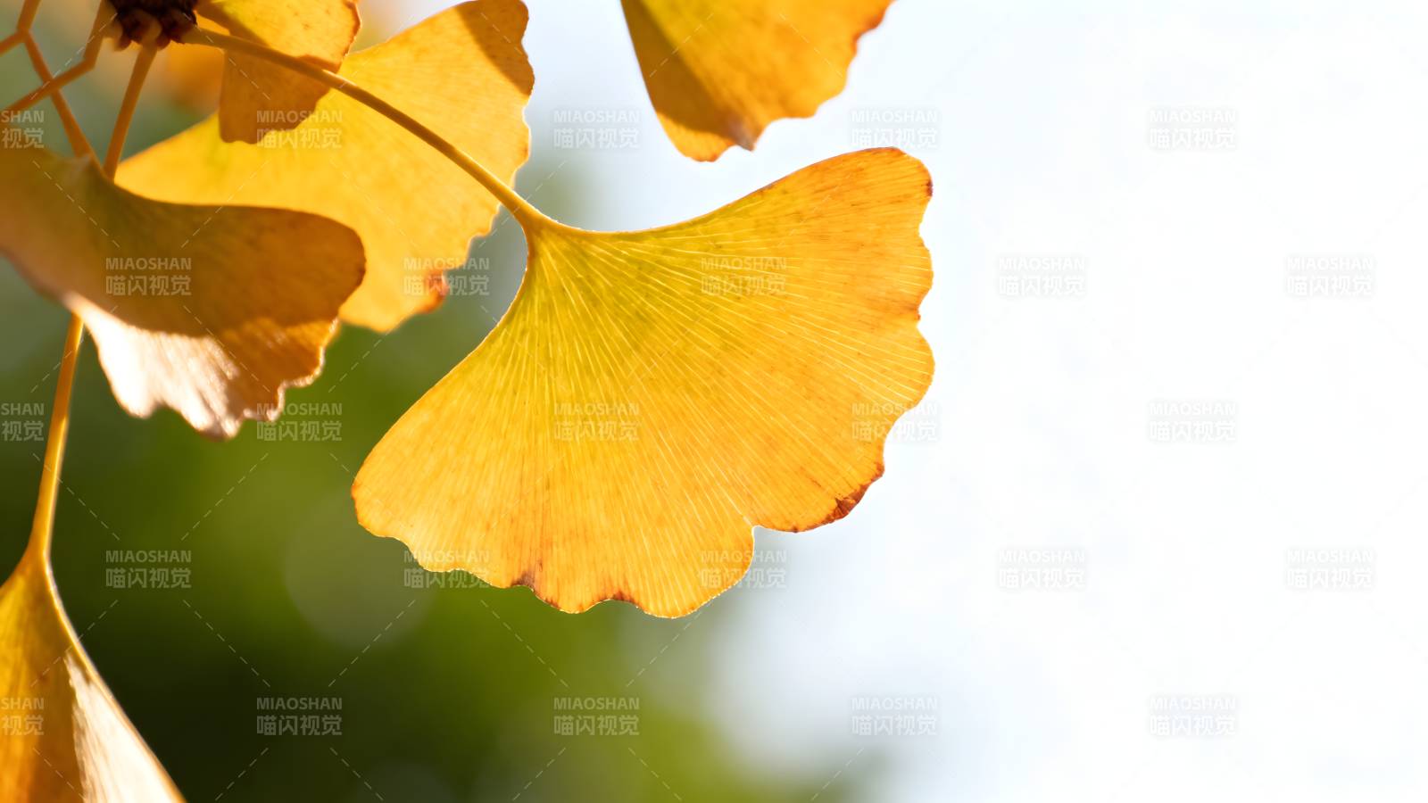 银杏叶黄秋意浓图片