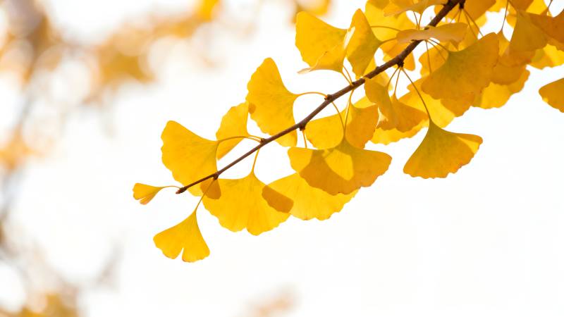 银杏叶黄秋意浓图片