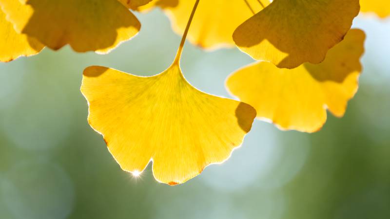 银杏叶黄秋意浓图片