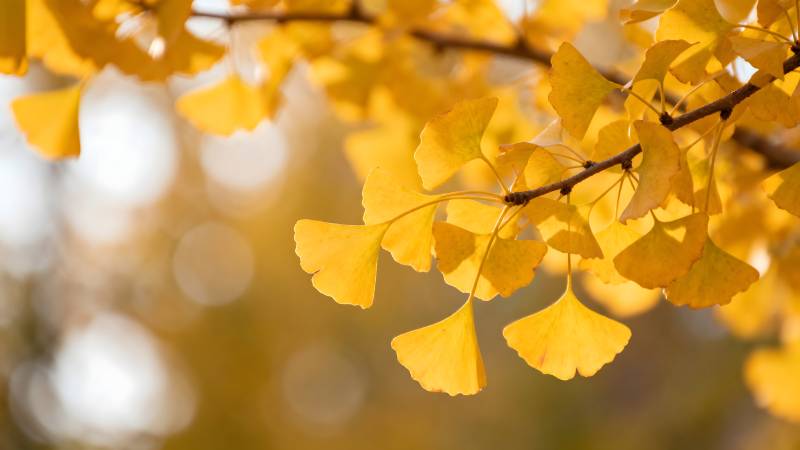 秋日银杏叶图片