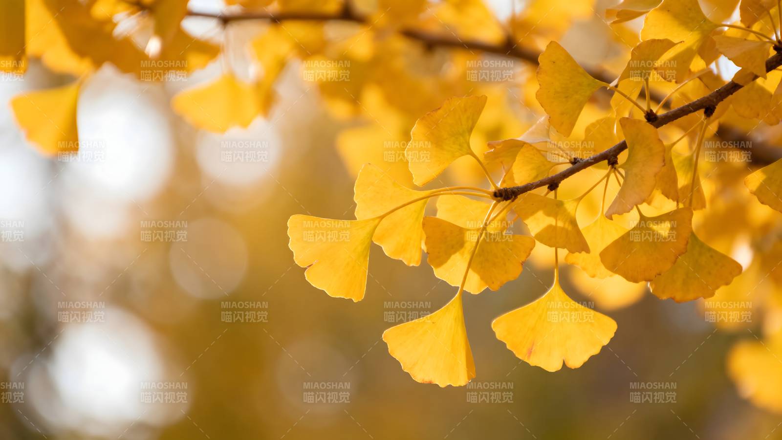 秋日银杏叶图片