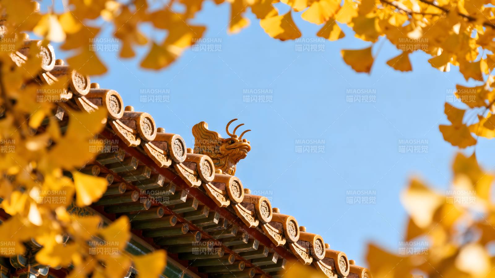 秋叶映古檐图片