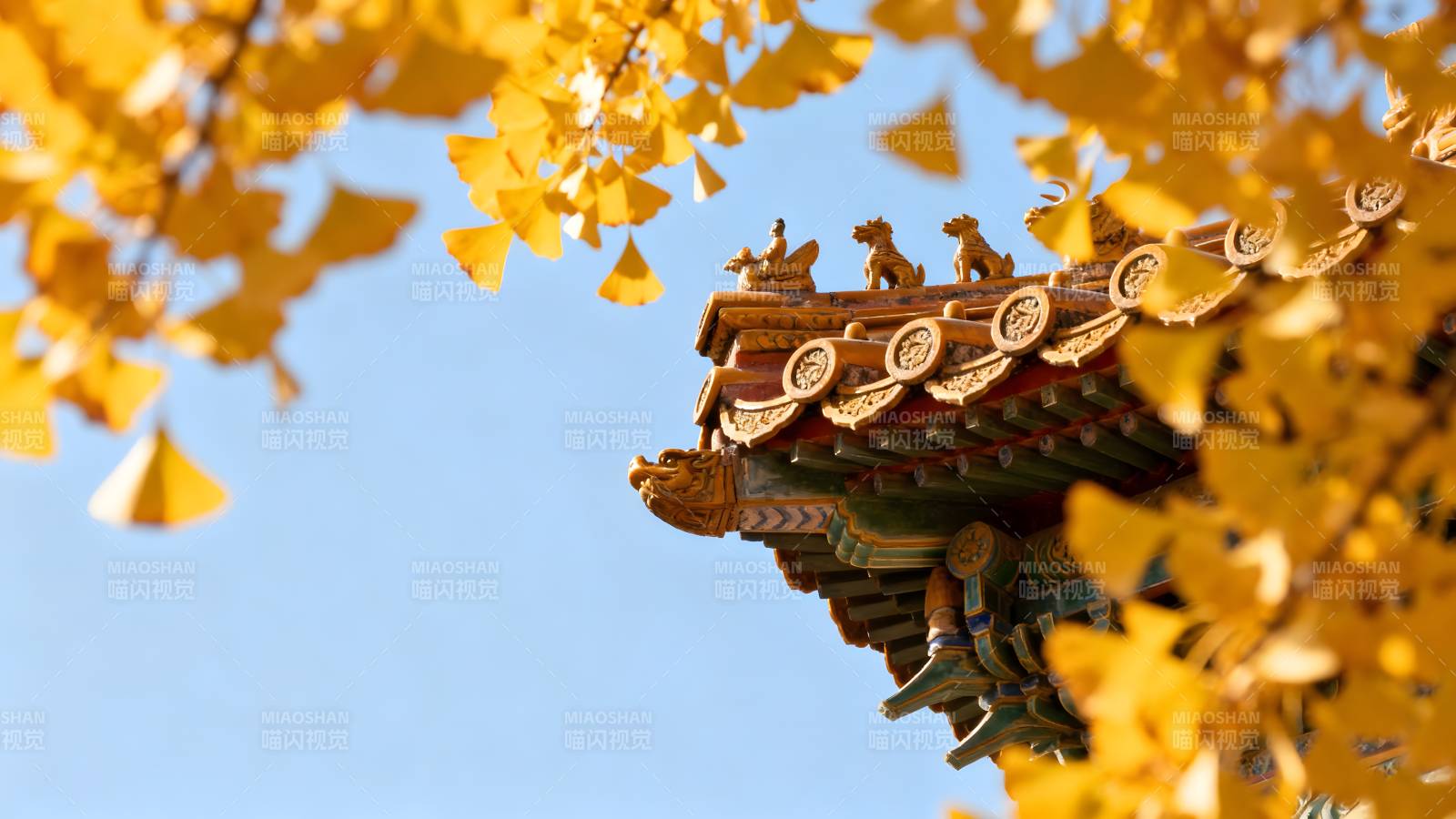 秋叶掩映古檐角图片