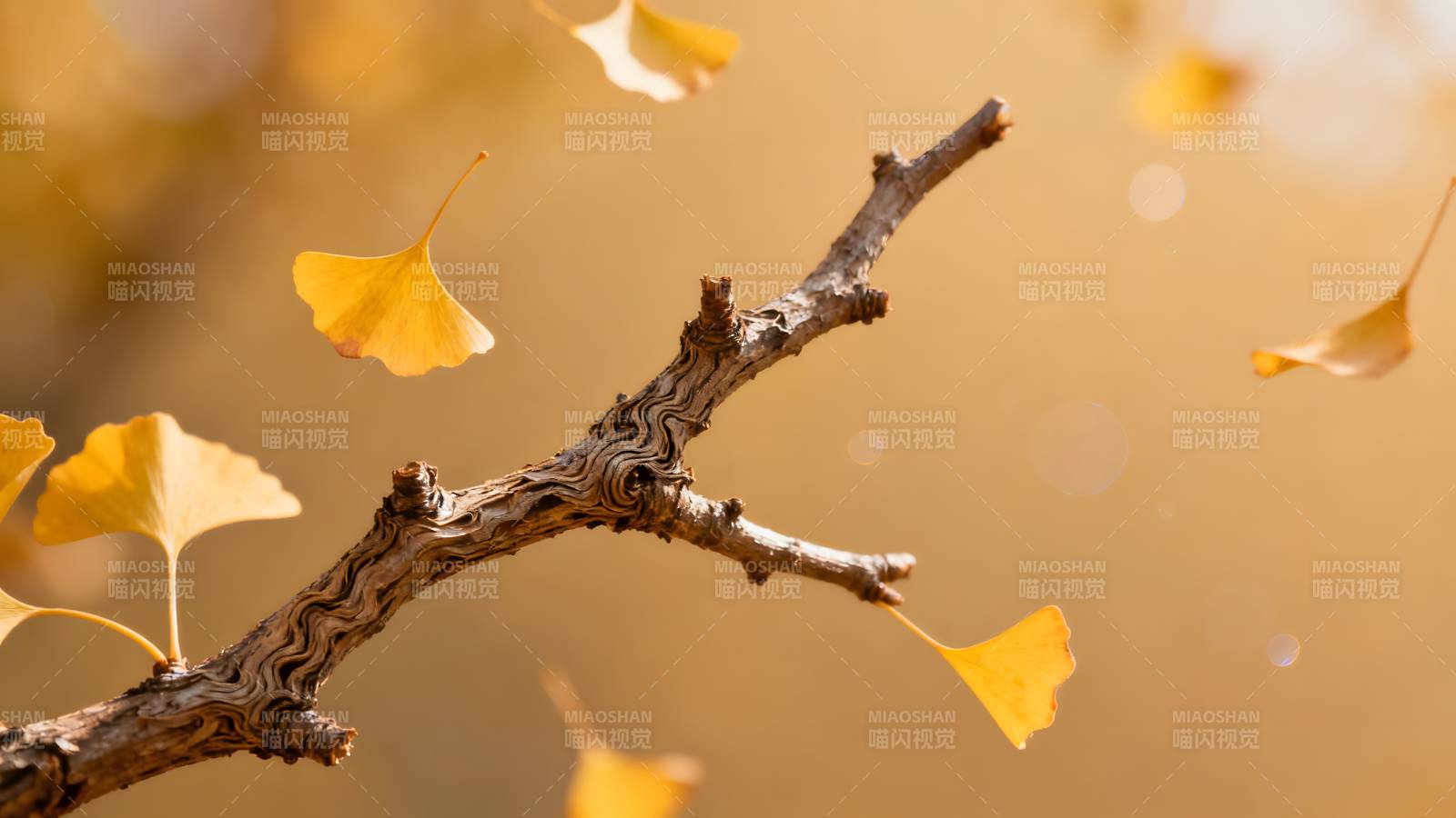 秋叶飘落枝头图片
