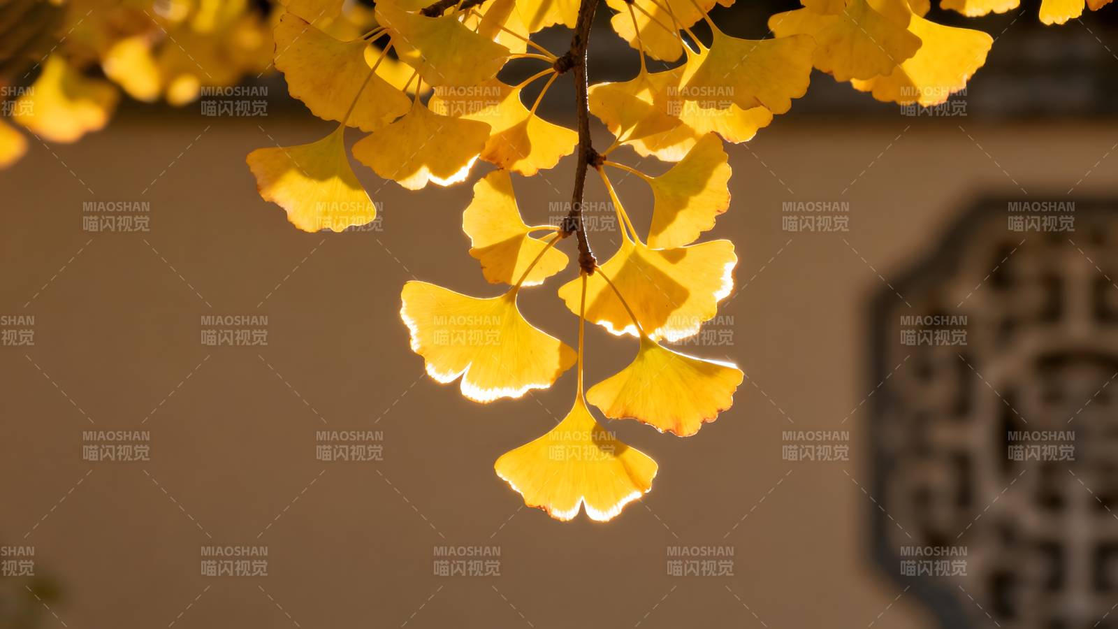 银杏叶黄秋意浓图片