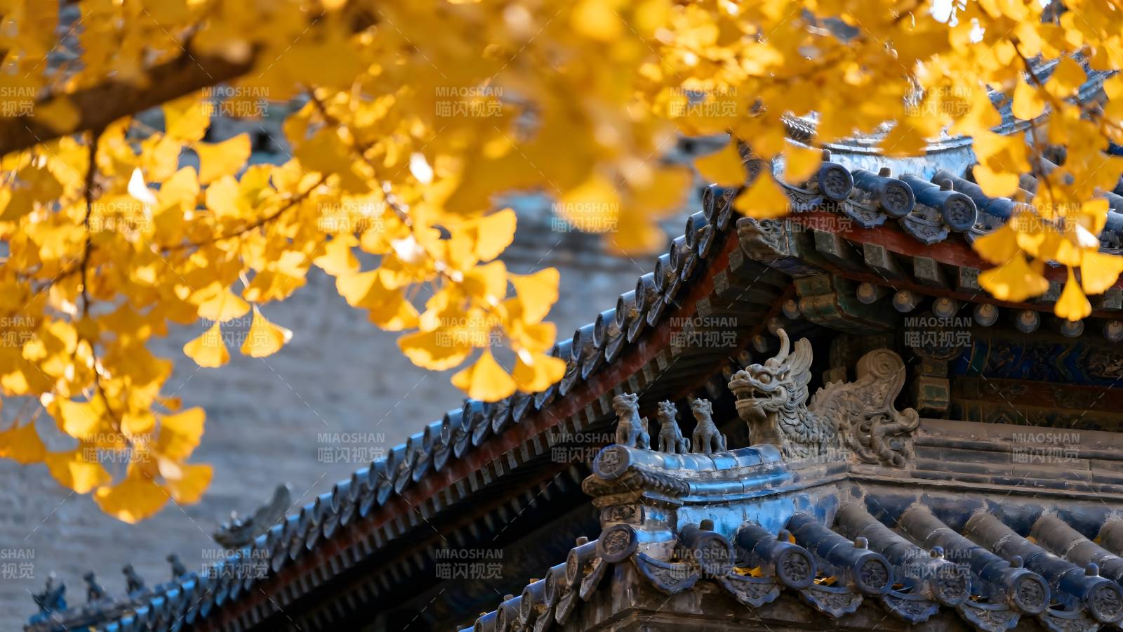 秋叶映古檐图片