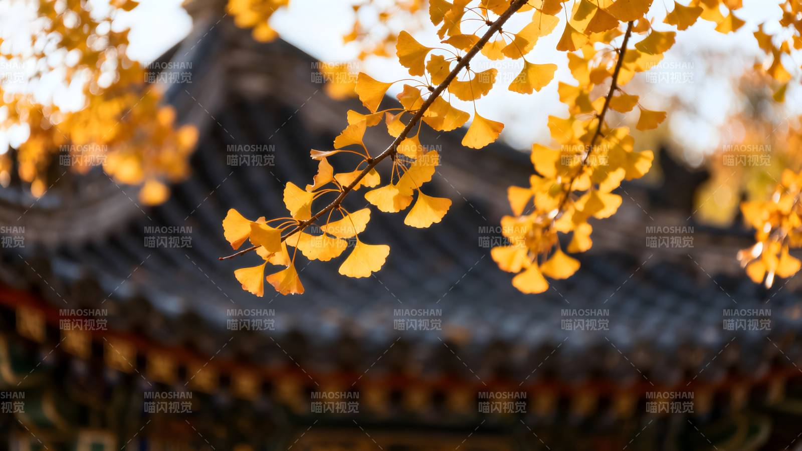 秋叶映古檐图片