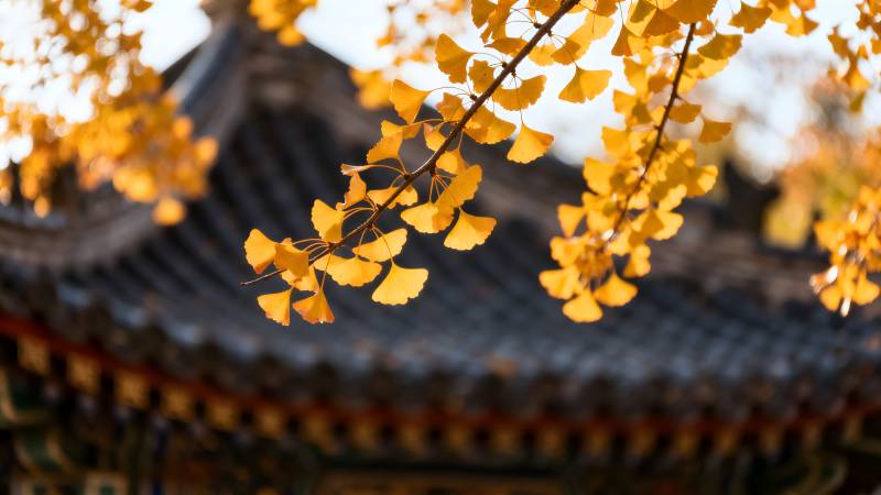 秋叶映古檐图片