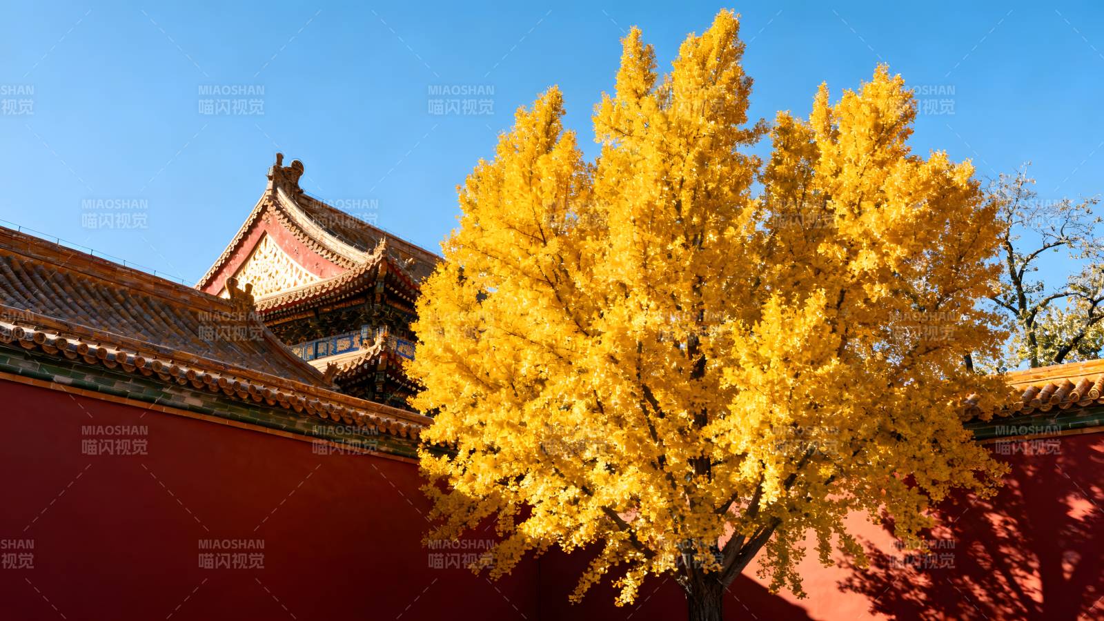 秋色映古殿图片