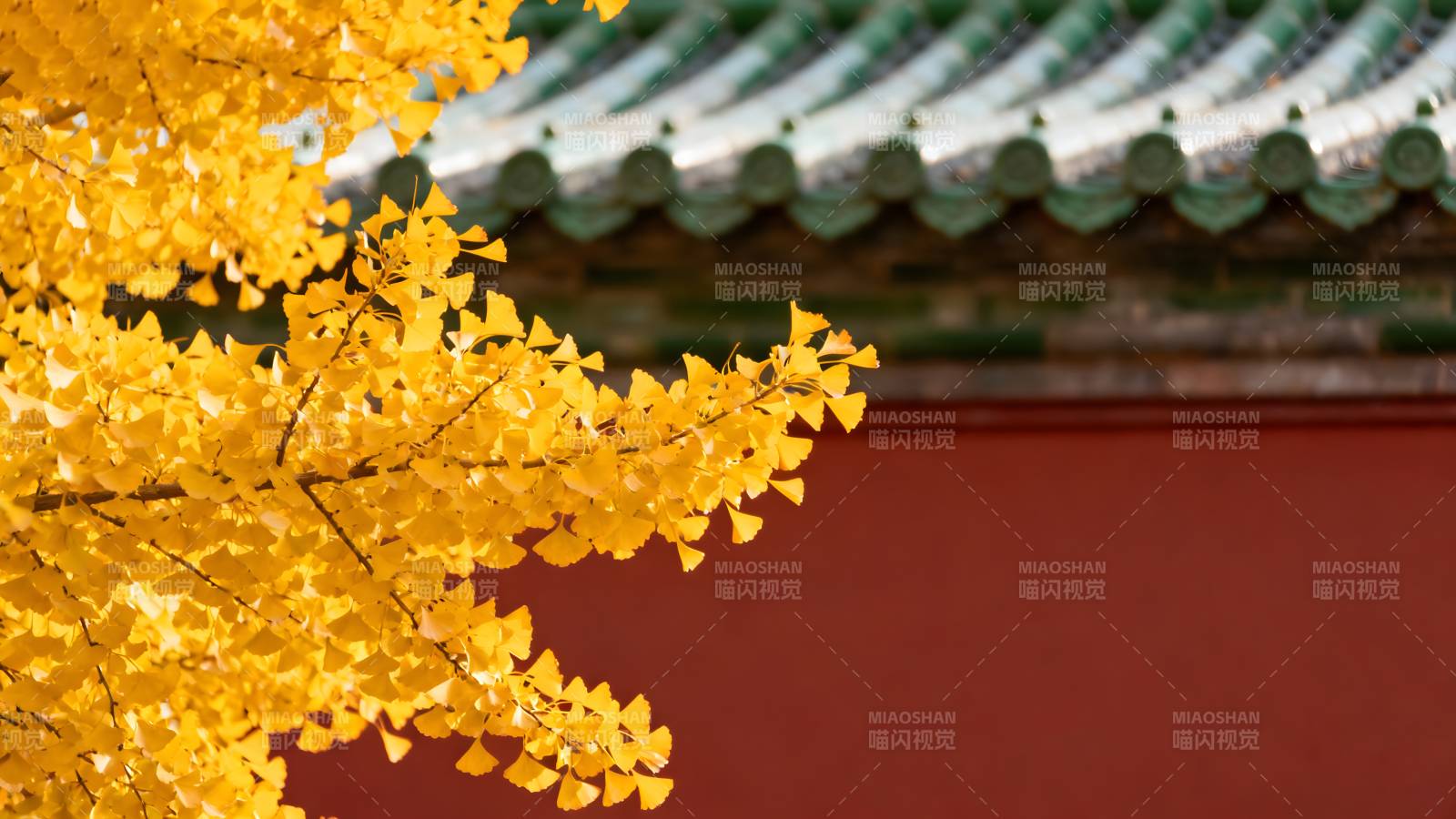 秋叶映古墙图片