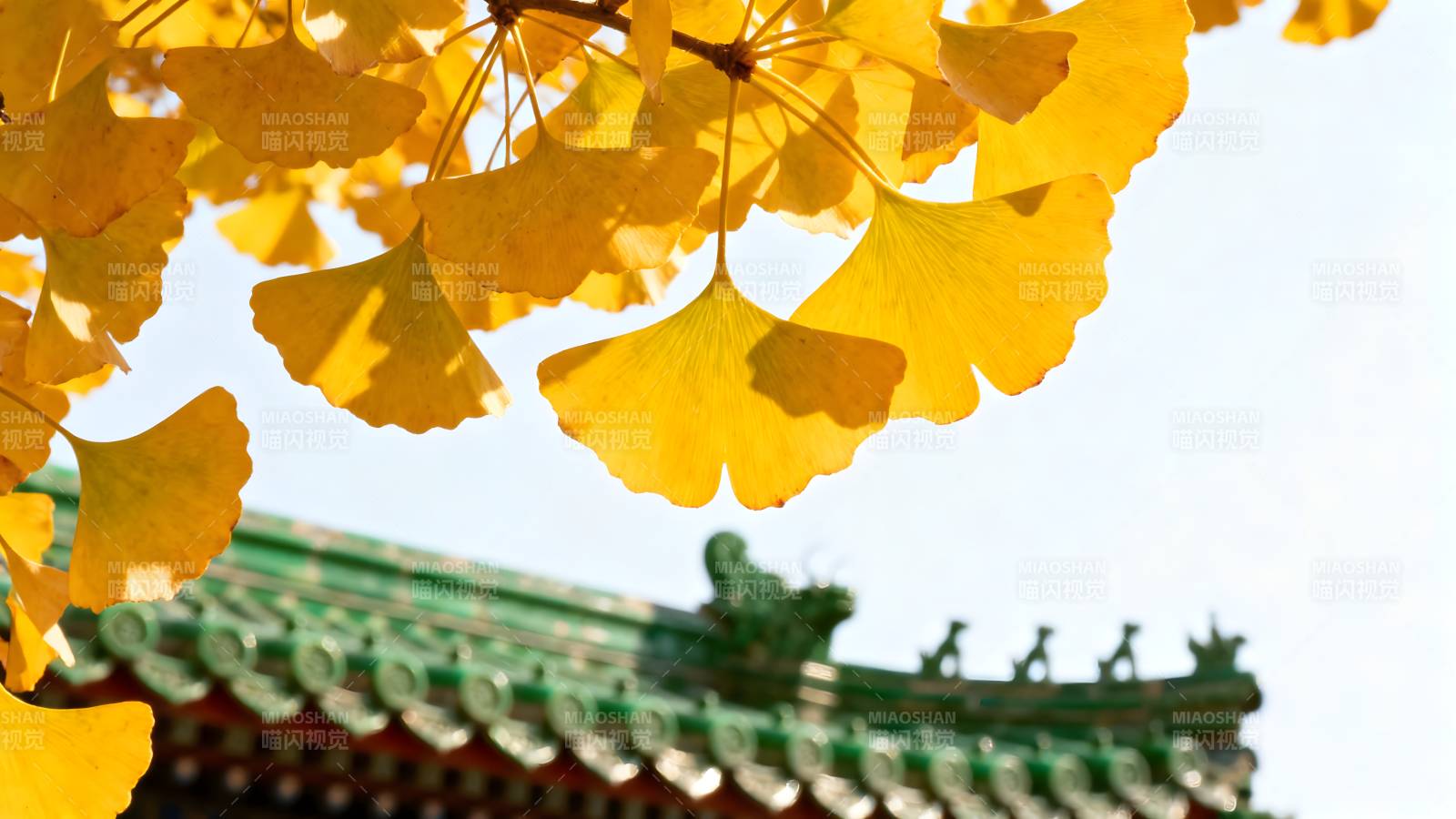 银杏叶映古檐图片