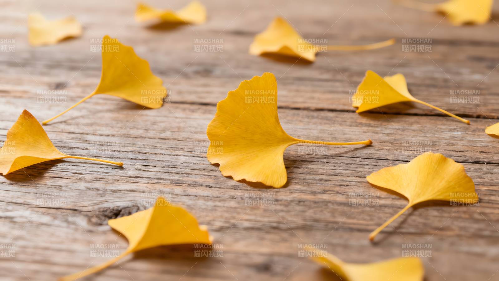 秋叶铺满木桌图片