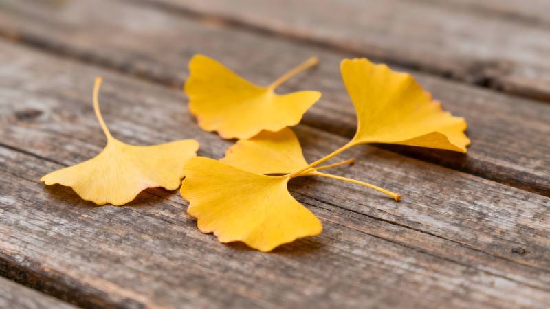 银杏叶落木桌图片