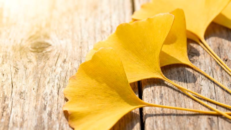 银杏叶秋意浓图片