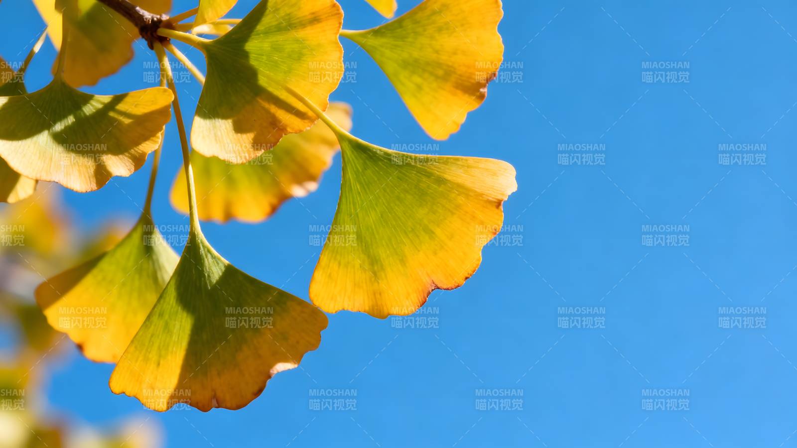 银杏叶映蓝天图片