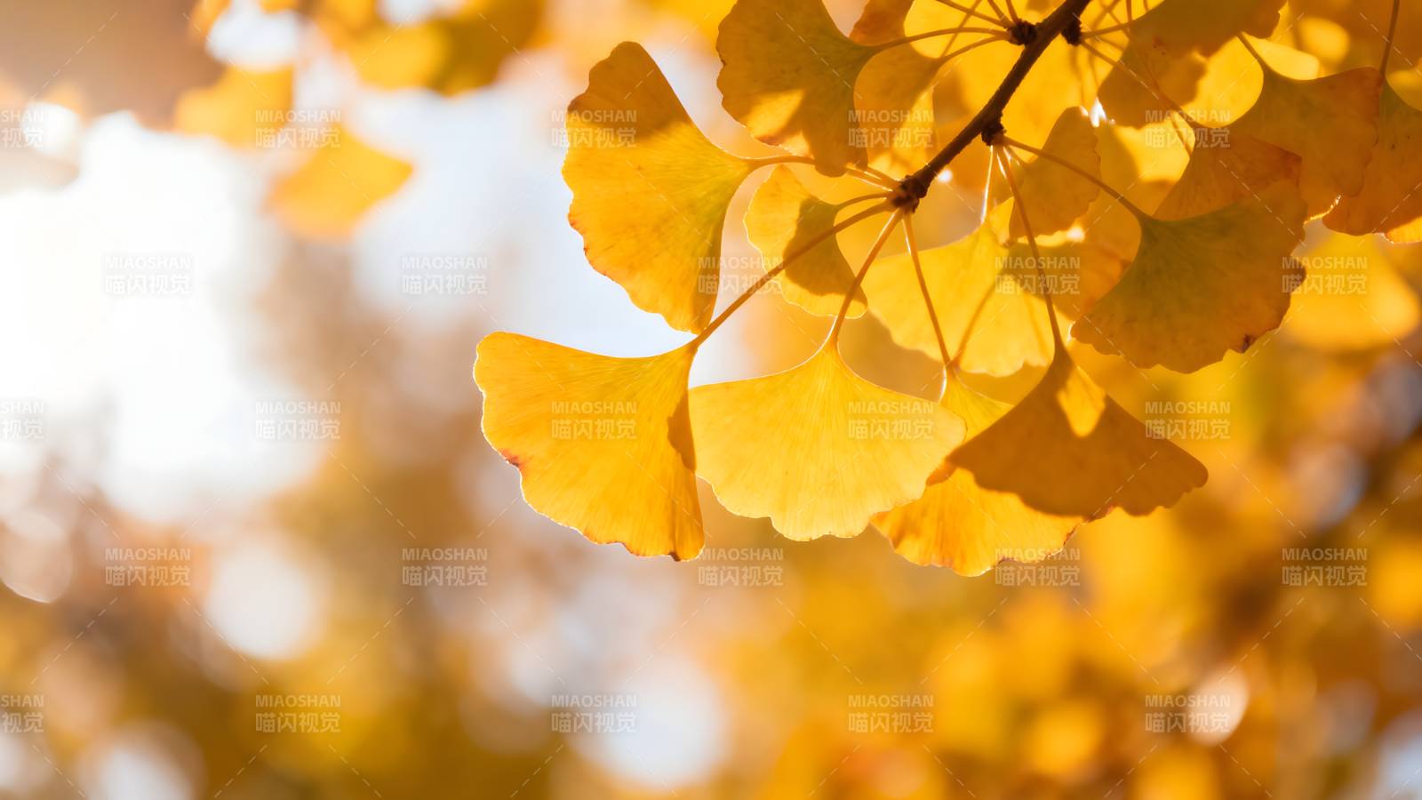 秋叶金黄 光影斑驳图片
