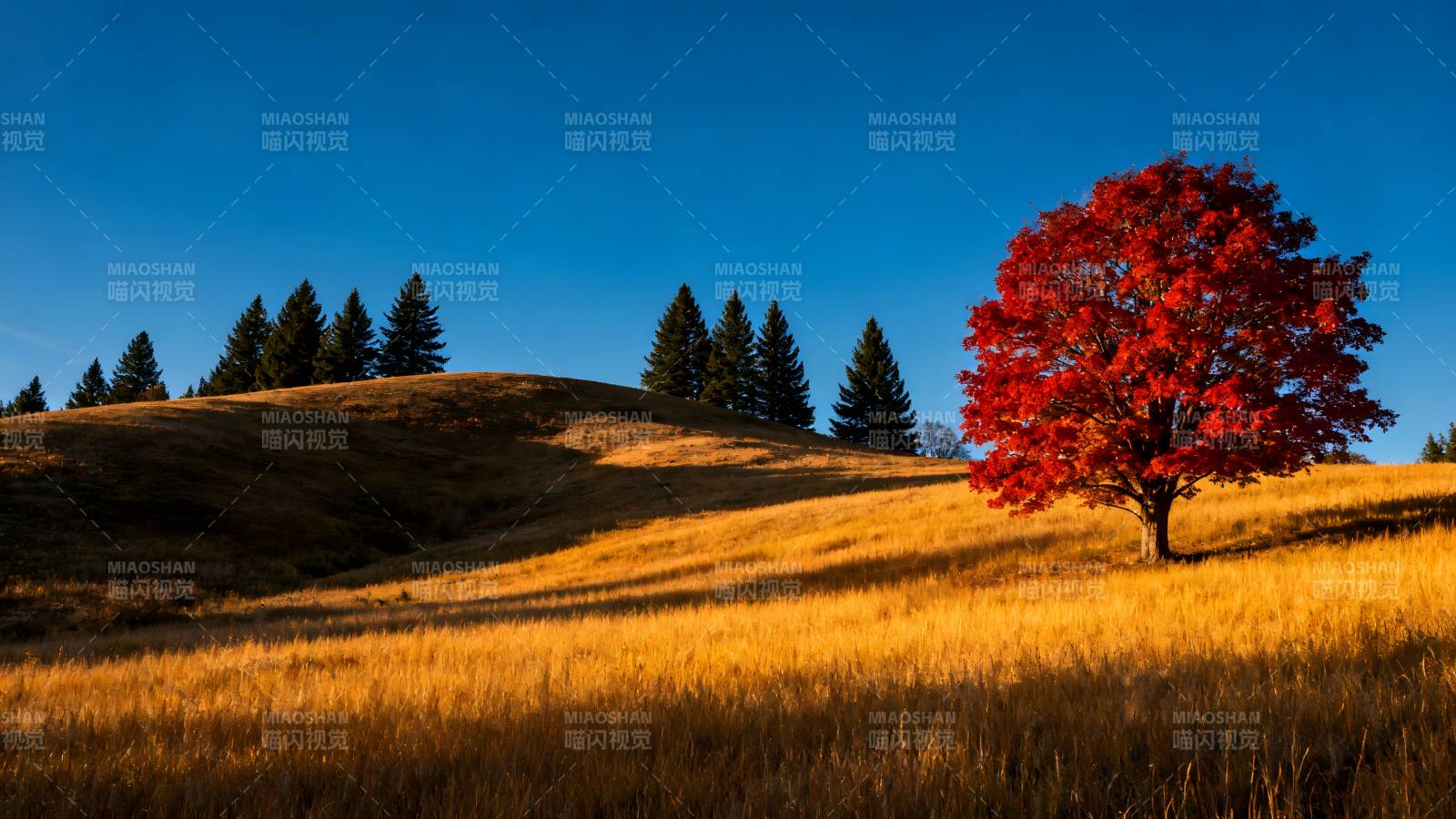 秋日红树金野图片