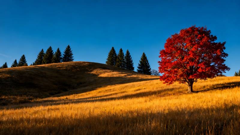 秋日红树金野图片