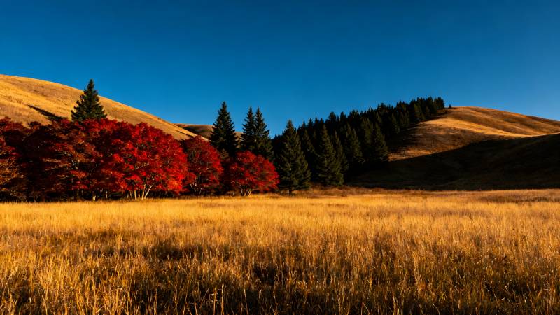 秋野红叶映山峦图片