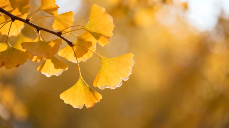 秋日银杏叶图片
