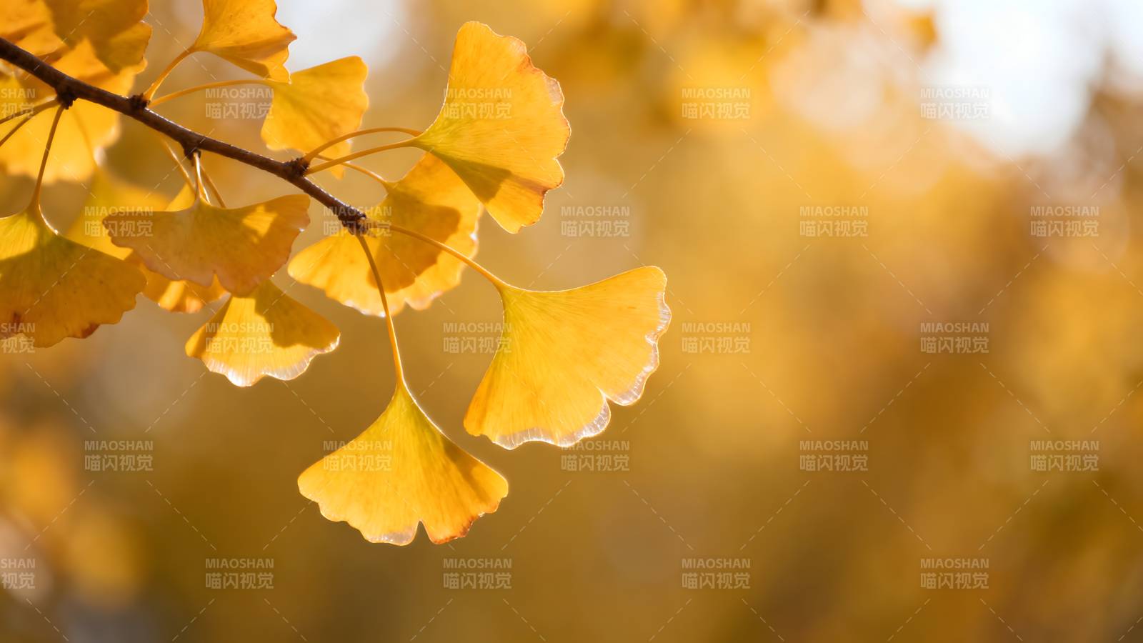 秋日银杏叶图片