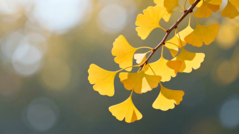 银杏叶黄秋意浓图片