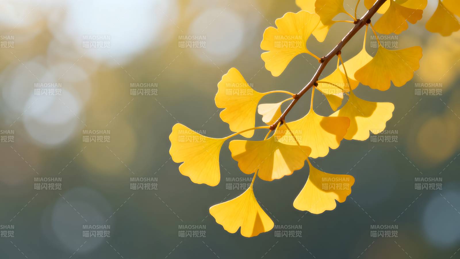 银杏叶黄秋意浓图片