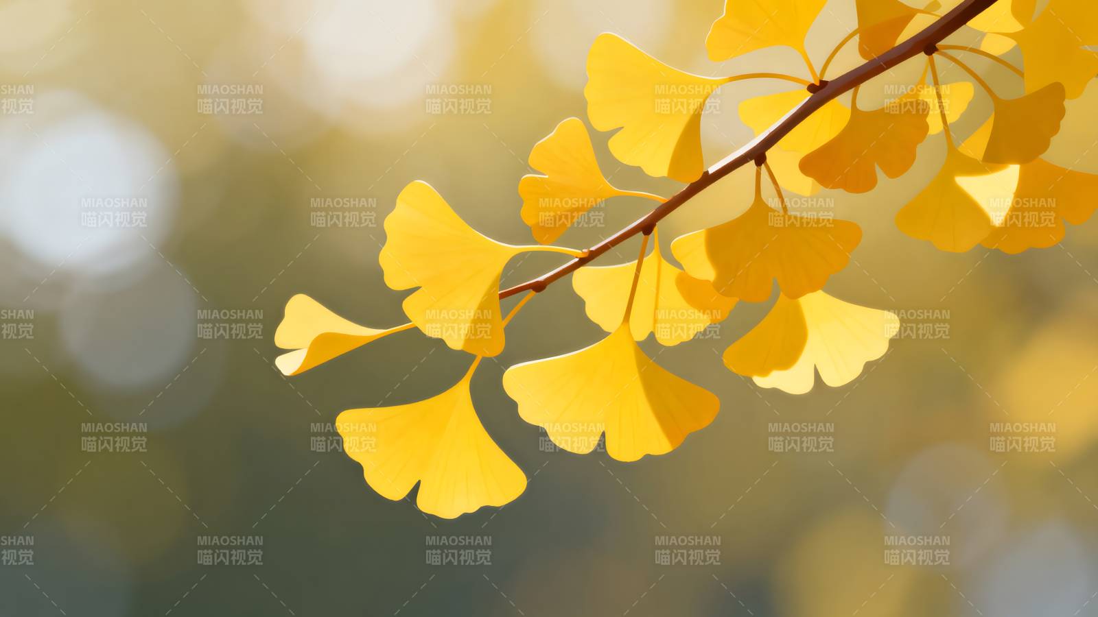 银杏叶黄秋意浓图片