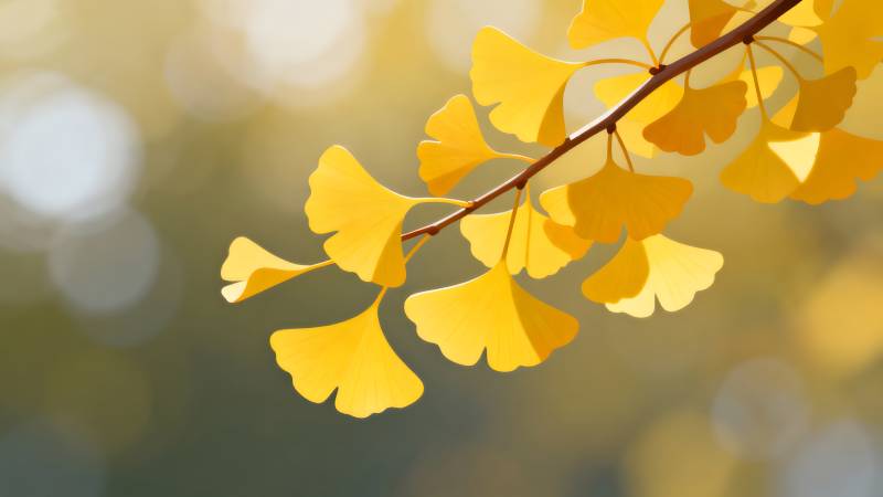 银杏叶黄秋意浓图片