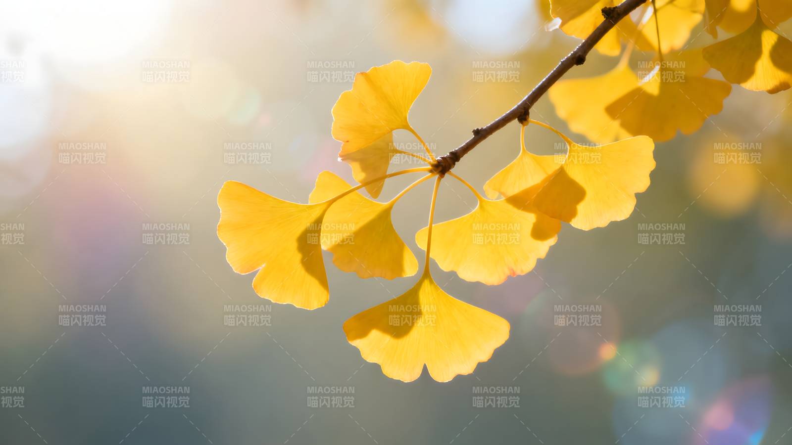 秋日银杏叶图片