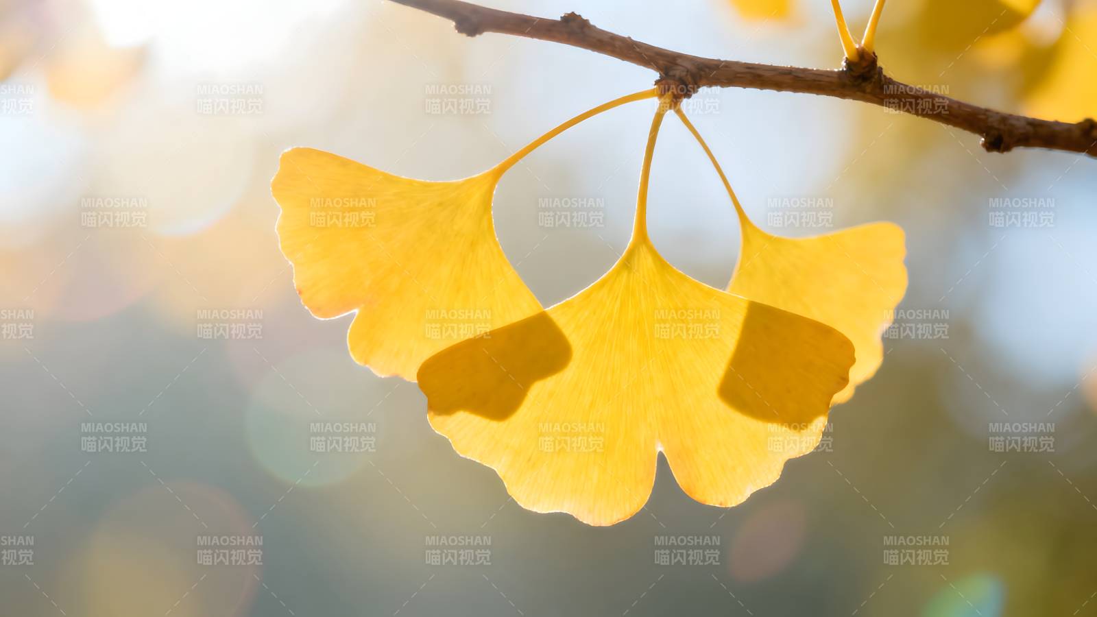 银杏叶秋景图片