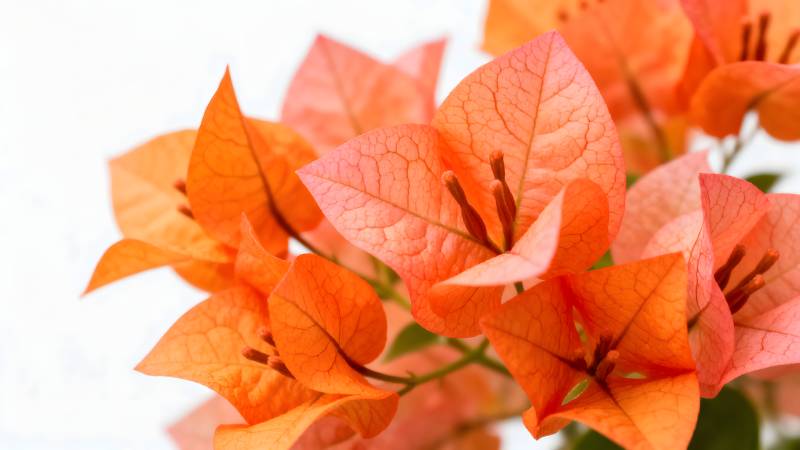 橙色三角梅绽放图片