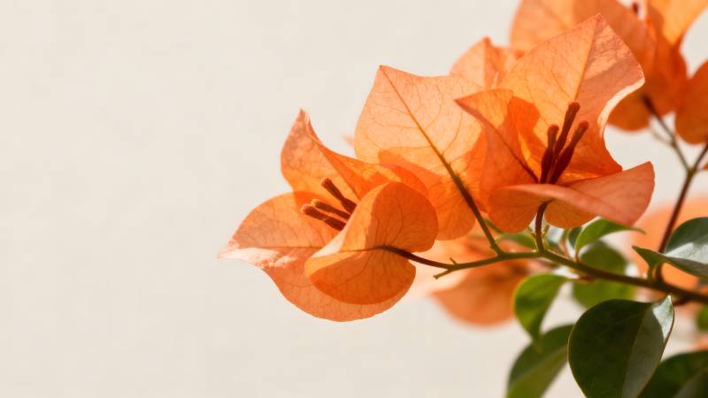 橙色三角梅绽放图片