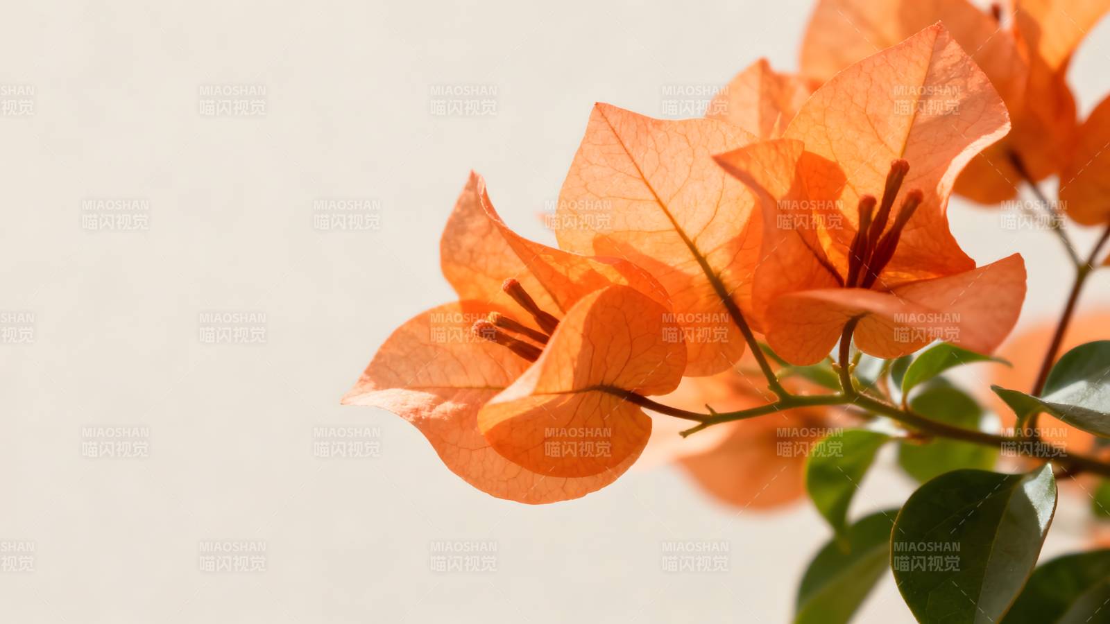 橙色三角梅绽放图片