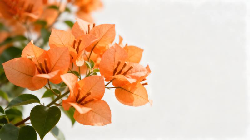 橙色三角梅绽放图片