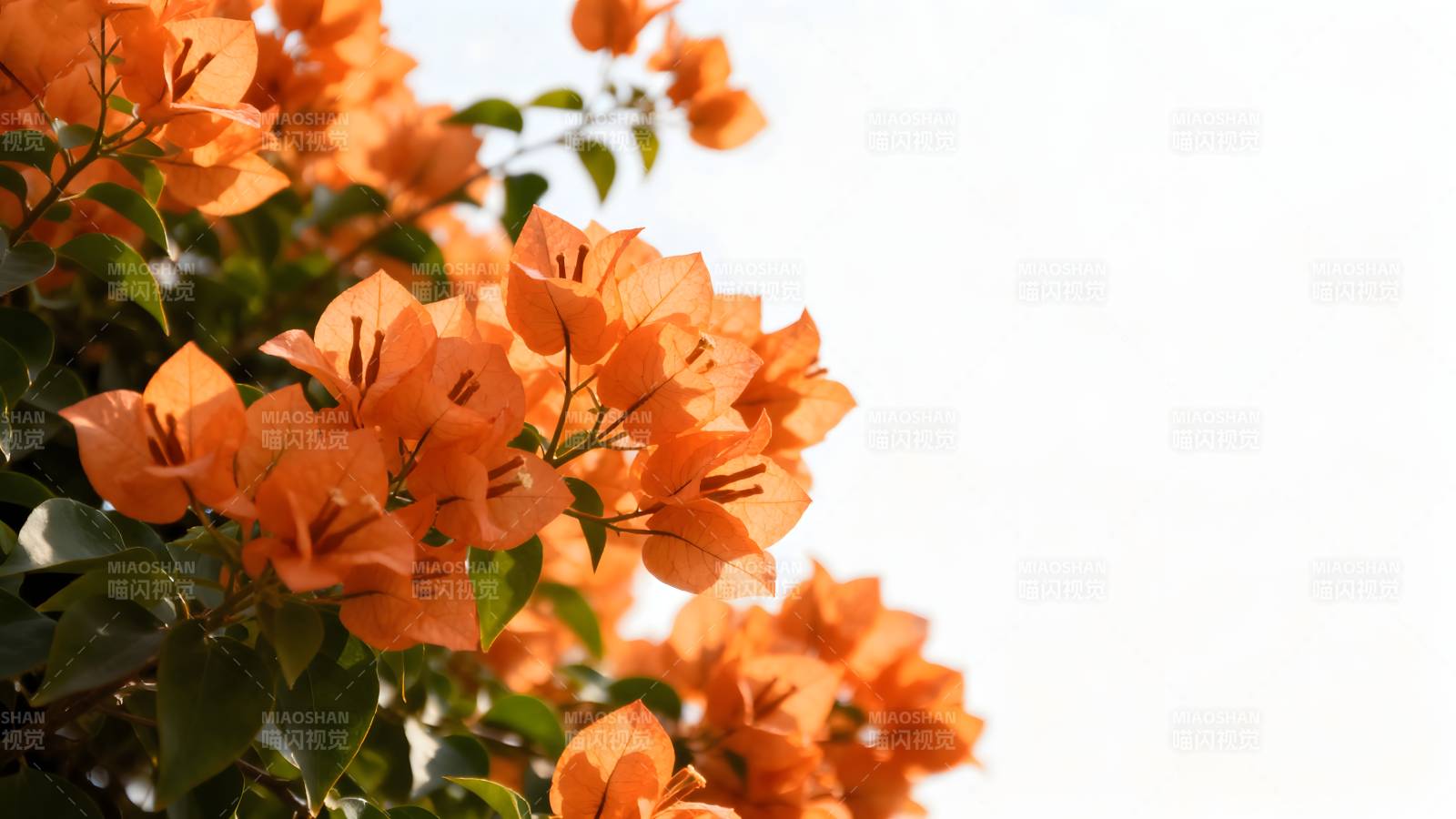 橙色三角梅绽放图片